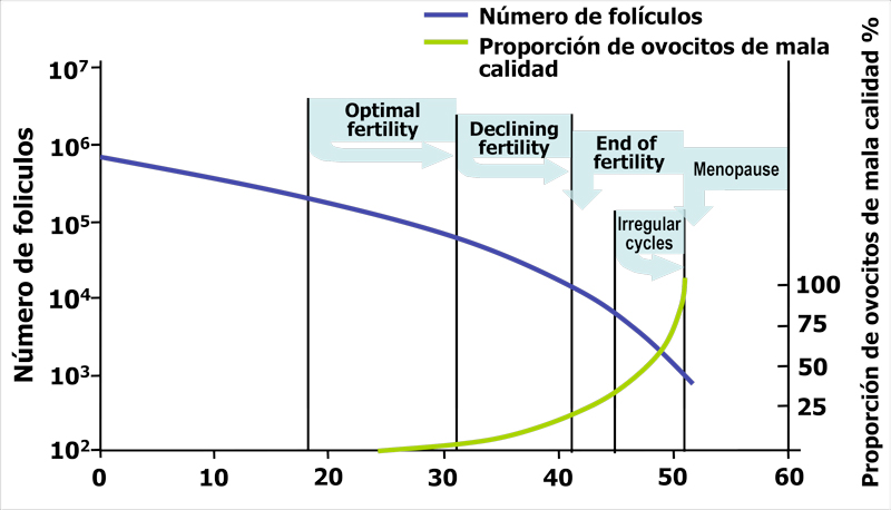 Edad Y Fertilidad Clínica De Fertilidad Sgfertility Chile 4770